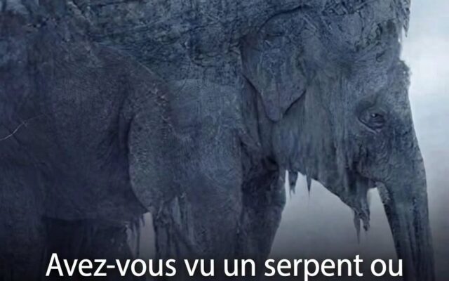 Serpent ou éléphant : cette illusion d’optique virale dit tout sur votre façon de voir l’avenir