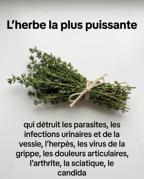 Huile d’origan, busserole : ces plantes aux vertus surprenantes pour soutenir votre bien-être urinaire et digestif